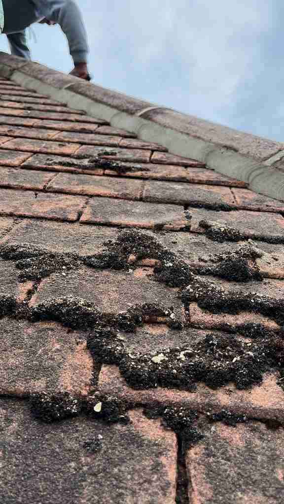 Local Roofer